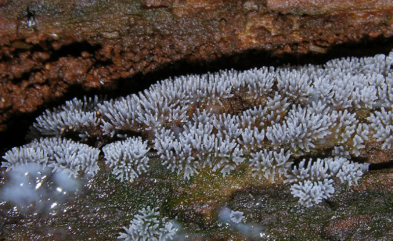 Dal bianco al viola..